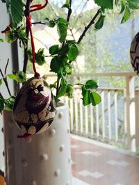 Close-up of potted plant