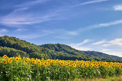 Scenic view of sunflower field against sky