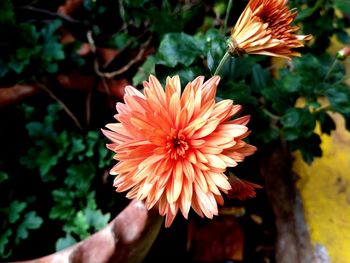 Close-up of orange flower