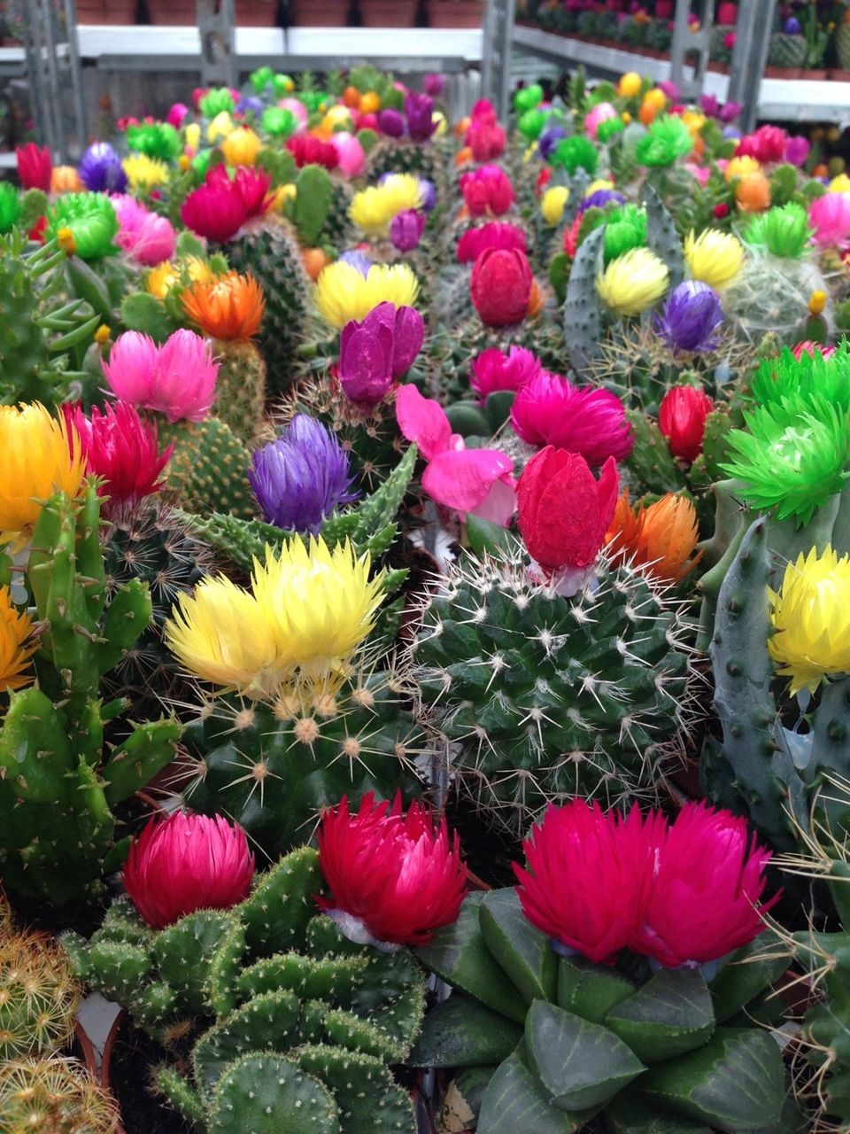 flower, freshness, fragility, abundance, tulip, petal, growth, multi colored, beauty in nature, flower head, variation, plant, blooming, nature, large group of objects, flowerbed, field, yellow, high angle view, colorful