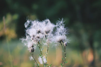 Close-up of dandelion against blurred background