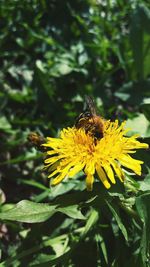 Close-up of bee on yellow flower