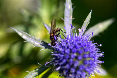 Close-up of butterfly pollinating on purple flower