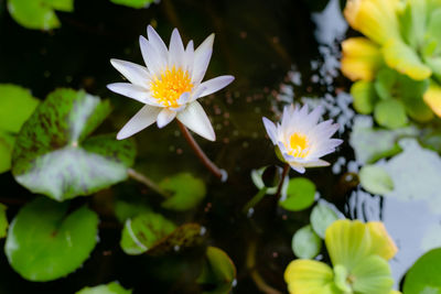 Close-up of water lily in pond