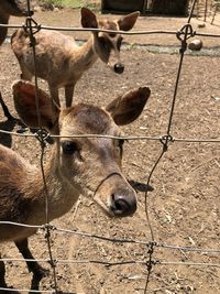 Deer in a field