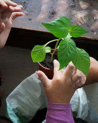 Close-up of hand holding potted plant