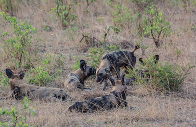 Hyena on field in forest