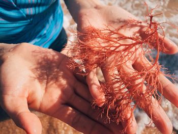 Cropped image of man holding red seaweed at beach