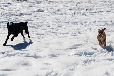 Dog standing on snow covered land