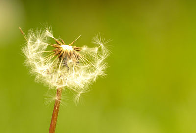 Close-up of dandelion on plant