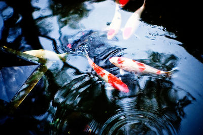 Fish swimming in water