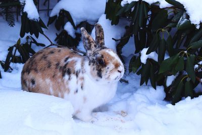 View of an animal on snow covered land