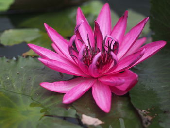 Close-up of pink water lily in pond