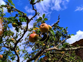 Low angle view of apple tree against sky