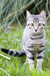 Portrait of cat sitting on grass