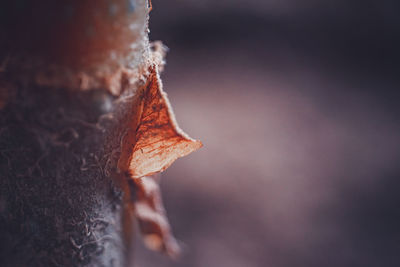 Close-up of dry maple leaf on tree during autumn