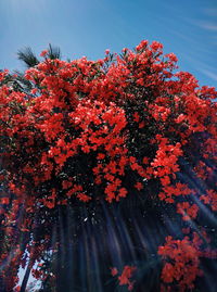 Low angle view of pink flowers blooming on tree