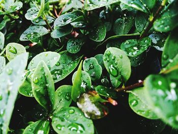 Close-up of water drops on leaves