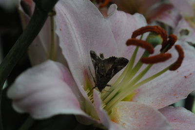 Close-up of flower blooming outdoors