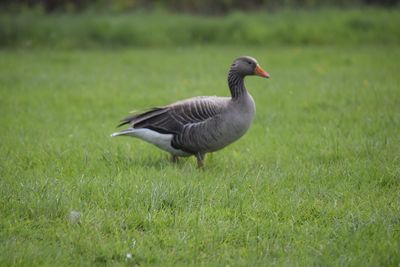 Mallard duck on field