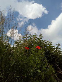 Red poppy flowers on field against sky