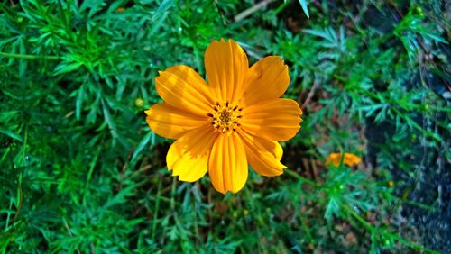 Close-up of yellow flower blooming in field