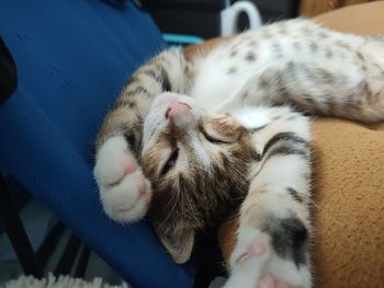 Close-up of cat sleeping