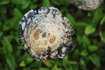 Close-up of mushroom