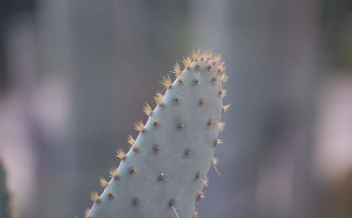 Close-up of cactus