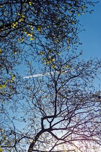 Low angle view of trees against sky