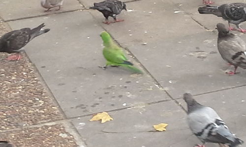 High angle view of birds perching on footpath