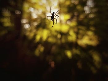 Close-up of insect flying
