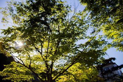 Low angle view of trees against sky