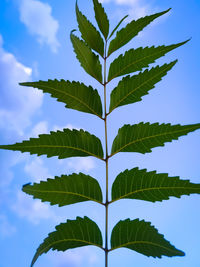 Close-up of leaves against sky