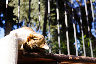 Monkey on a tree