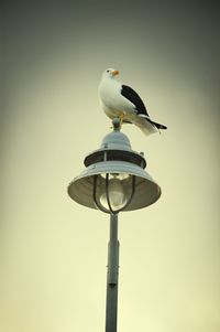 Low angle view of birds perching on railing