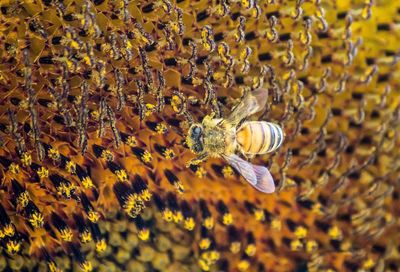 Close-up of honey bee on pollen