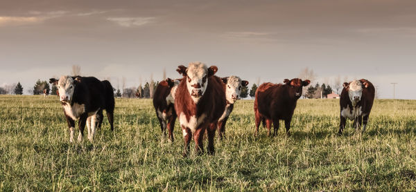 Cows grazing on field