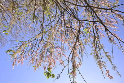 Low angle view of flowering tree against blue sky