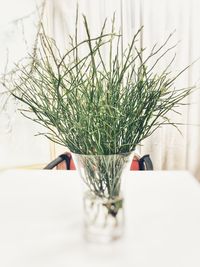 Close-up of potted plant on table
