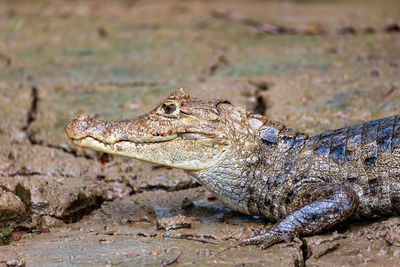 Close-up of lizard