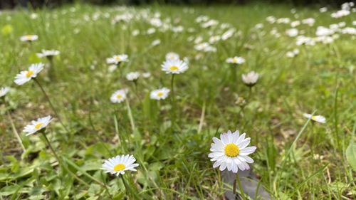 Close-up of white daisy flowers on field