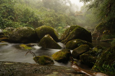 Stream flowing through rocks in forest