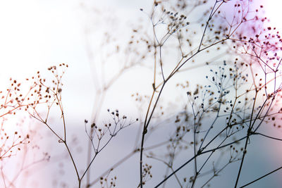 White flowers of gypsophila. blurred and fuzzy plant background close up of delicate baby's breath 