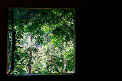 Trees and plants seen through window of house
