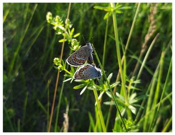 Close-up of butterfly on grass