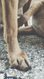 Close-up of dog relaxing on floor