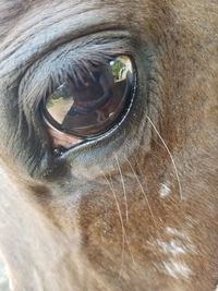 Close-up of cow