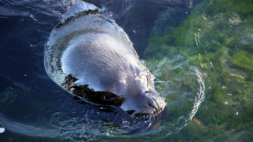 High angle view of seal swimming in sea