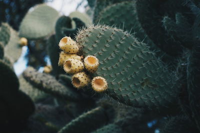 Close-up of prickly pear cactus